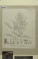 Original material of Trommsdorfia aurata Mart. [family AMARANTHACEAE]