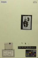 Isotype of Iresine macrophylla R.E.Fr. [family AMARANTHACEAE]