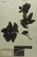 Syntype of Spixia distichophylla Mart. [family PERACEAE]
