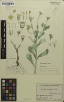 Filed as Emilia discifolia (Oliv.) C.Jeffrey [family ASTERACEAE]