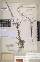Syntype of Artemisia kohatica Klatt [family ASTERACEAE]