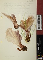 Abortiporus biennis (Bull. : Fr.) Singer