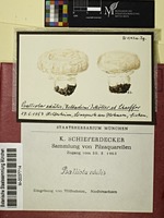 Agaricus bitorquis (Quél.) Sacc.