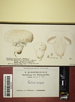 Agaricus impudicus (Rea) Pilát