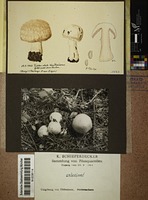 Agaricus sp.