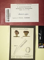 Acetabula vulgaris Fuckel