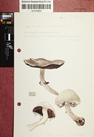 Agaricus campestris L. : Fr.