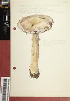 Agaricus aestivalis (F.H. Møller) Pilát