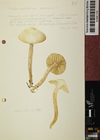 Hygrophorus cossus (Sowerby) Fr.