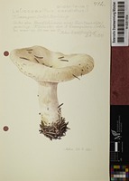 Leucopaxillus candidus (Bres.) Singer
