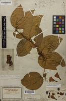 Syntype of Anemopaegma paraense Bureau & K.Schum. [family BIGNONIACEAE]