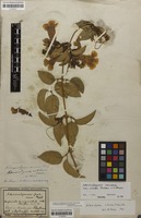 Syntype of Adenocalymma nitidum Mart. ex DC. [family BIGNONIACEAE]