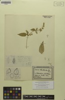Isotype of Iresine hebanthoides Suess. [family AMARANTHACEAE]