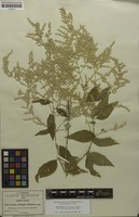 Isotype of Iresine pringlei S.Watson [family AMARANTHACEAE]