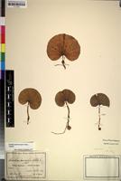 Isoneotype of Nervilia humilis Schltr. [family ORCHIDACEAE]