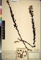 Isotype of Brachycorythis pulchra Schltr. [family ORCHIDACEAE]