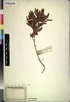 Isosyntype of Euclea ovata Burch. [family EBENACEAE]