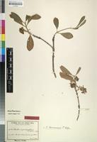 Isotype of Pavetta stipulipallium K.Schum. [family RUBIACEAE]