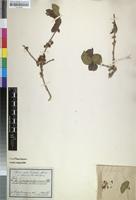 Type? of Tricalysia djurensis Schweinf. ex Hiern [family RUBIACEAE]