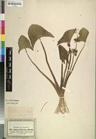 Isotype of Alisma kotschyi Hochst. [family ALISMATACEAE]