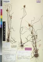 Holotype of Mariscus nyasensis Podlech [family CYPERACEAE]