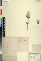 Isotype of Pandiaka trichinioides Suess. [family AMARANTHACEAE]