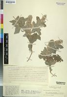 Isotype of Sericocomopsis pallida var. grandis Suess. [family AMARANTHACEAE]