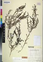 Holotype of Suaeda merxmuelleri Aellen [family CHENOPODIACEAE]
