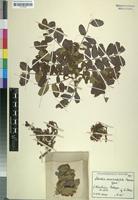 Isotype of Schotia semireducta Merxm. [family LEGUMINOSAE-CAESALPINIOIDEAE]