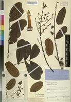 Isotype of Swietenia angolensis Welw. [family MELIACEAE]