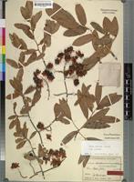 Syntype of Ochna fuscescens Heine [family OCHNACEAE]