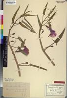 Holotype of Ipomoea natans Dinter & Suess. [family CONVOLVULACEAE]