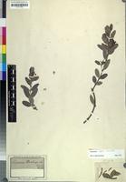 Filed as Secamone alpini Schult. [family ASCLEPIADACEAE]