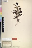 Isotype of Sclerocroton integerrimus Hochst. [family EUPHORBIACEAE]