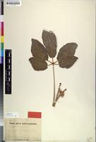 Isosyntype of Ricinodendron rautanenii Schinz [family EUPHORBIACEAE]
