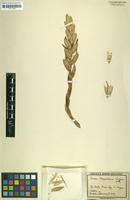 Holotype of Vriesea kupperiana Suess. [family BROMELIACEAE]