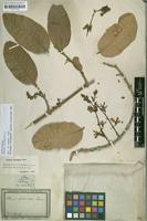 Filed as Petrea volubilis L. [family VERBENACEAE]