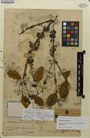 Isotype of Memecylon elegans var. minor King [family MELASTOMATACEAE]