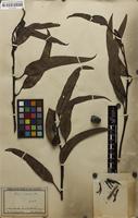 Original material of Eucalyptus viminalis Labill. [family MYRTACEAE]