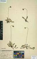 Isotype of Hieracium auriculiforme var. pilosum Nägeli & Peter [family ASTERACEAE]