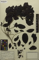 Isotype of Pera domingensis Urb. [family PERACEAE]