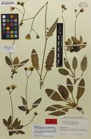 Isotype of Hieracium pallidum var. grossidens Zahn [family ASTERACEAE]