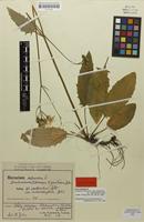 Isolectotype of Hieracium murorum var. malacophyllum Zahn [family ASTERACEAE]