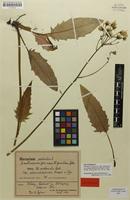 Type of Hieracium murorum var. subserratifolioides Briq. & Zahn [family ASTERACEAE]