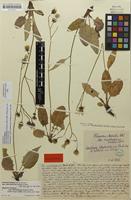 Lectotype of Hieracium bifidum subsp. maculosiforme Schack & Zahn [family ASTERACEAE]