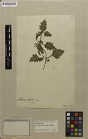 Filed as Solanum villosum Mill. [family SOLANACEAE]