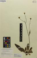 Syntype of Hieracium pallidum subsp. pseudocinerascens Touton [family ASTERACEAE]