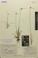Lipocarpha argentea (Kunth) R.Br. [family CYPERACEAE]