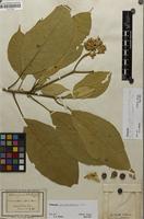 Filed as Solanum granulosoleprosum Dunal [family SOLANACEAE]