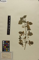 Filed as Solanum lycopersicum + nigrum [family SOLANACEAE]